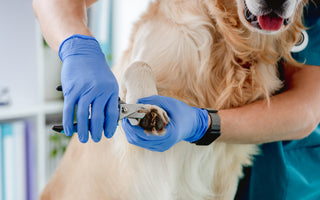 Nail Trimming 101: A Step-by-Step Guide for Dog Owners