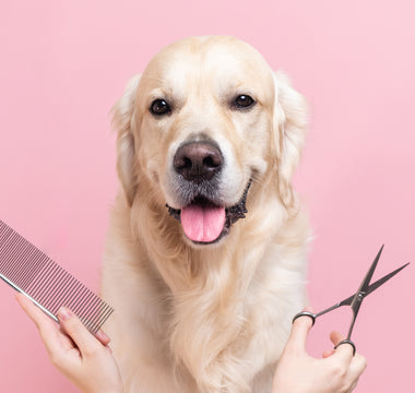 The Benefits of Regular Dog Grooming: Keeping Your Furry Friend Healthy and Happy